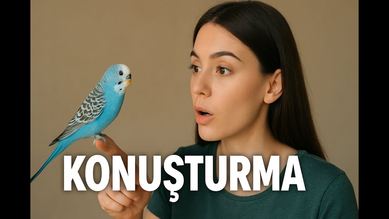 10 Dakikada Muhabbet Kuşu Konuşturma Eğitimi 🐦💬 | En Etkili Yöntem ile Dinlet Konuşsun