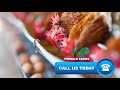 How to maintain massive growth in egg production system  farkald poultry farm poultryfarming egg