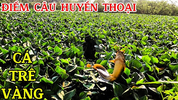 Câu CÁ TRÊ VÀNG vs CÁ RÔ ĐỒNG / Trúng Bầy CÁ Đói Ở Đây @Caucalongan62