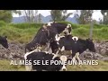 Cómo PREÑAR a una vaca y REDUCIR días abiertos