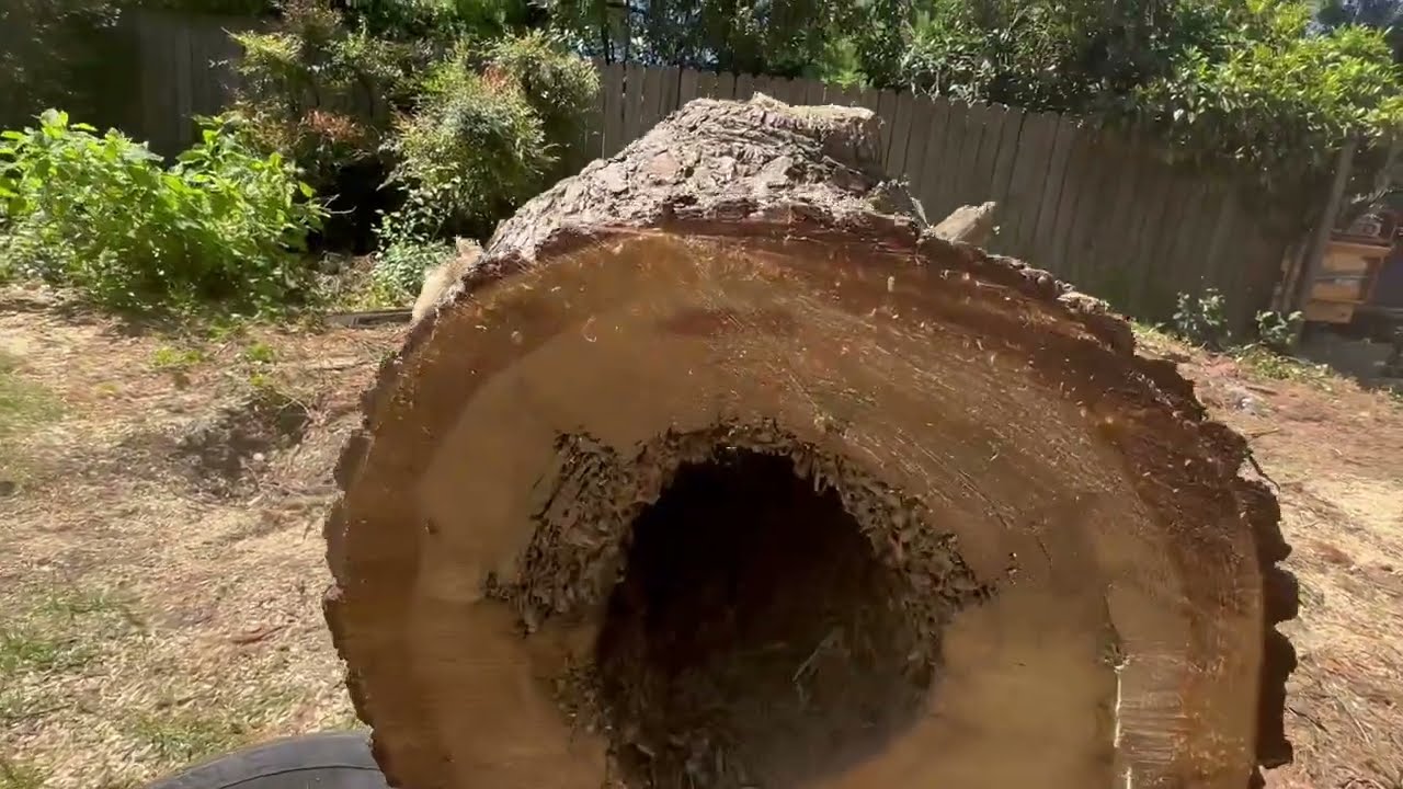 Bees In A Tree,  Let's Go Get Them!