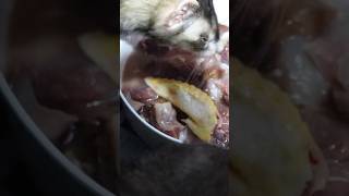 Así es como alimento a mis hurones #foryou #animales #viral #shorts #hurones