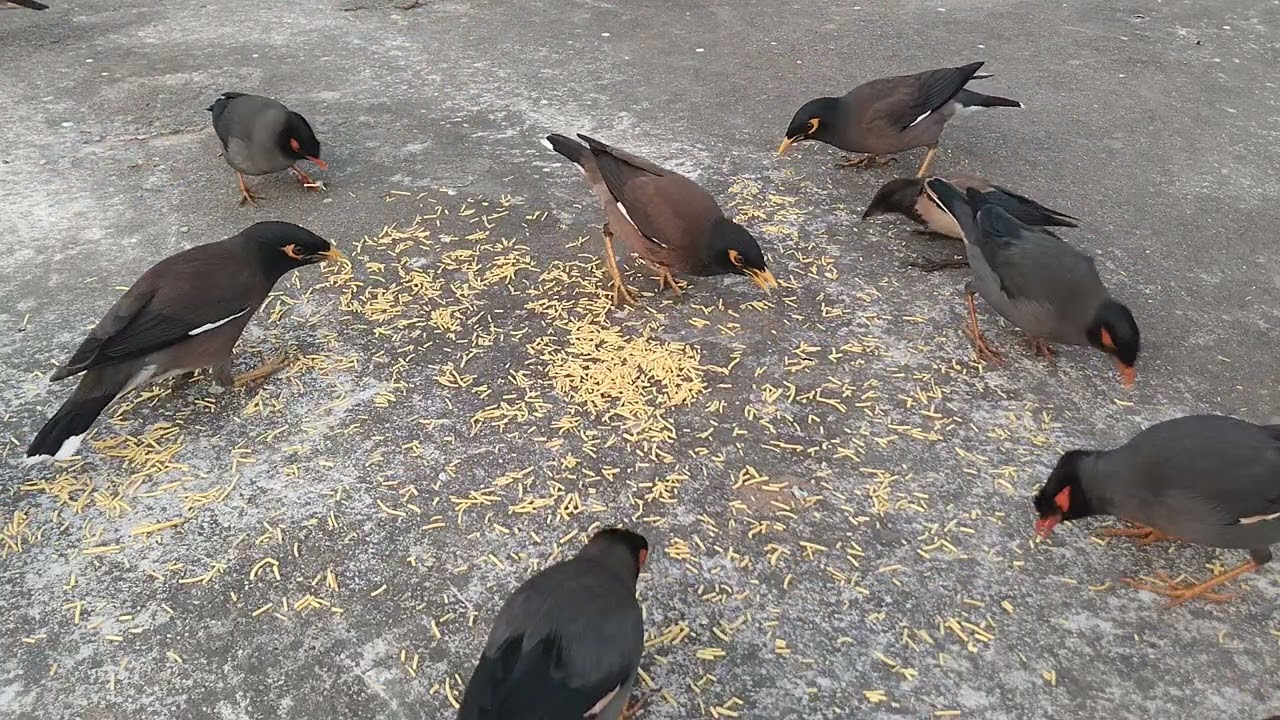 Tiny Bird Steals Her Lunch! 😲 Viral Bird Food Moment  #birdeating #birdstealsfood 
