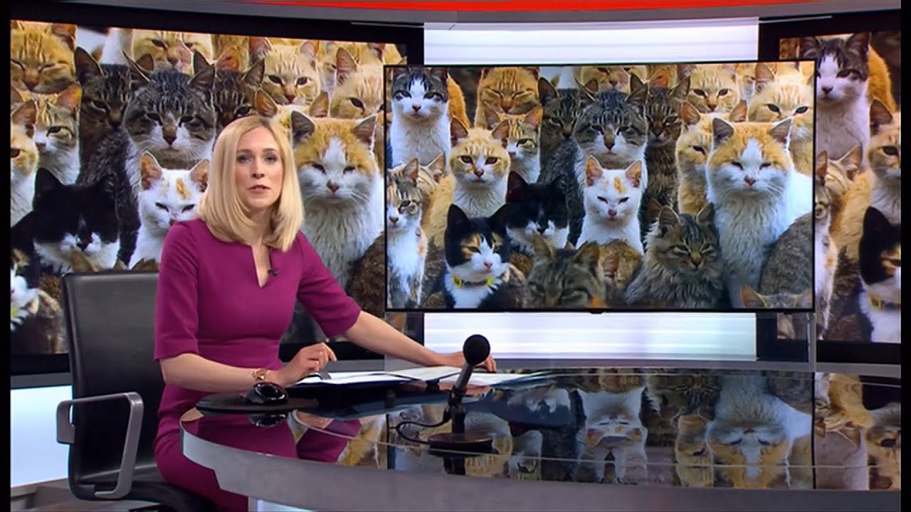 Cats must be microchipped under animal care plan (UK) BBC News 12th