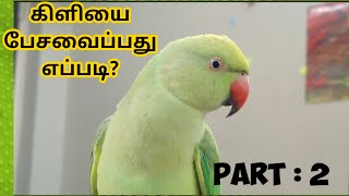 Green parrot talking training in tamil || பச்சை கிளியை பேசவைப்பது எப்படி? || #parrottalkingintamil