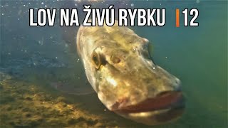 Lov Zubáča Candáta 🌞 Šťuky Štiky na Živú Rybku 12 🐬 Sezóna 2022 | Rybárske Videá s Demexom