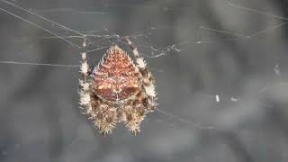 Cat spider closeup set 2 of 3 spider webbing web