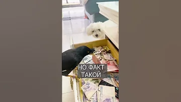 В Китае птица приносит ДЕНЬГИ хозяину с улицы