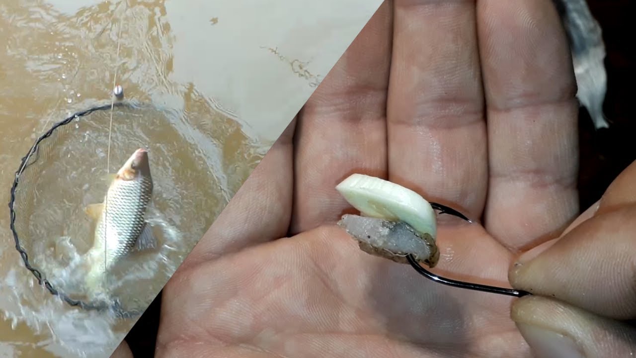 PESCA DE BOGAS - APAREJO - CARNADAS - ENCARNE - TIPS