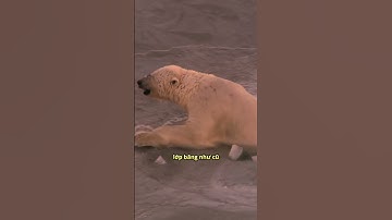 Gấu Bắc Cực quả thực rất thông minh?