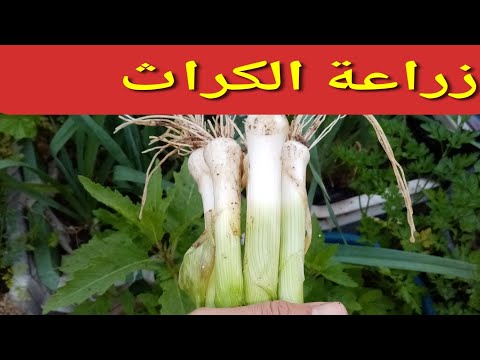 فيديو: حديقة حصاد الكراث - كيف ومتى يتم حصاد الكراث