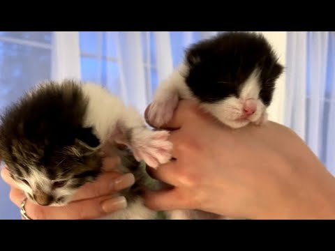 Kittens Pets At Home | Cute Exotic Pets 2021 | Tiny kittens HD #80