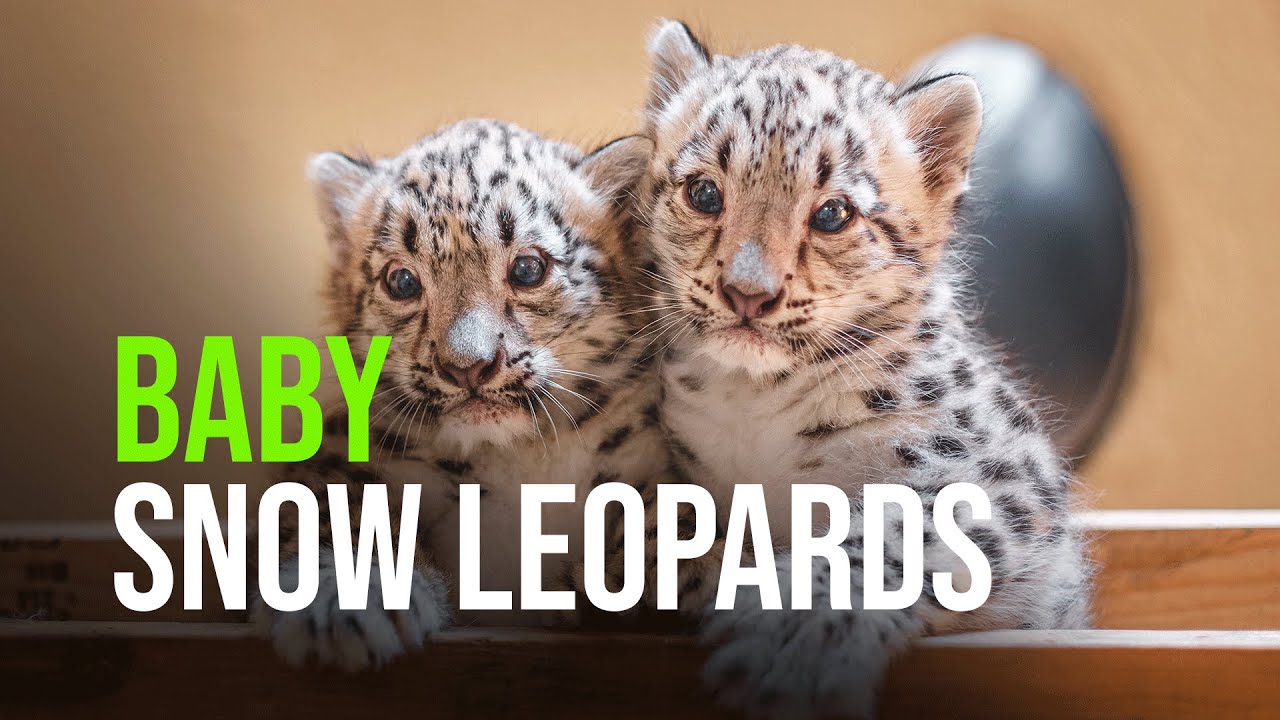 These Baby Snow Leopards Need Names! - YouTube