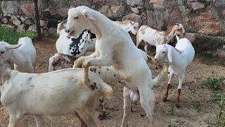 Download Lagu 8500 Se Babari Group In Jaipur Bakra Mandi By Shakeel Bhai Jaipur King. MP3