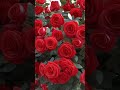 Rose Is Red Redrose Roses Flowers Nature Shorts 