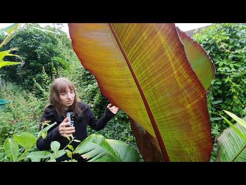 Video: Ensete-Ventricosum-Anbau - Erfahren Sie mehr über falsche Bananenpflanzen