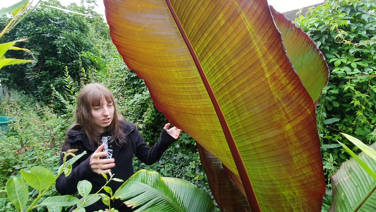 Ensete Maurelli Haltung von Bananen im Garten YouTube