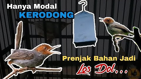 Cara Merawat Burung PRENJAK BAHAN ATAU MACET Agar Cepat Gacor. #kicau_pemula