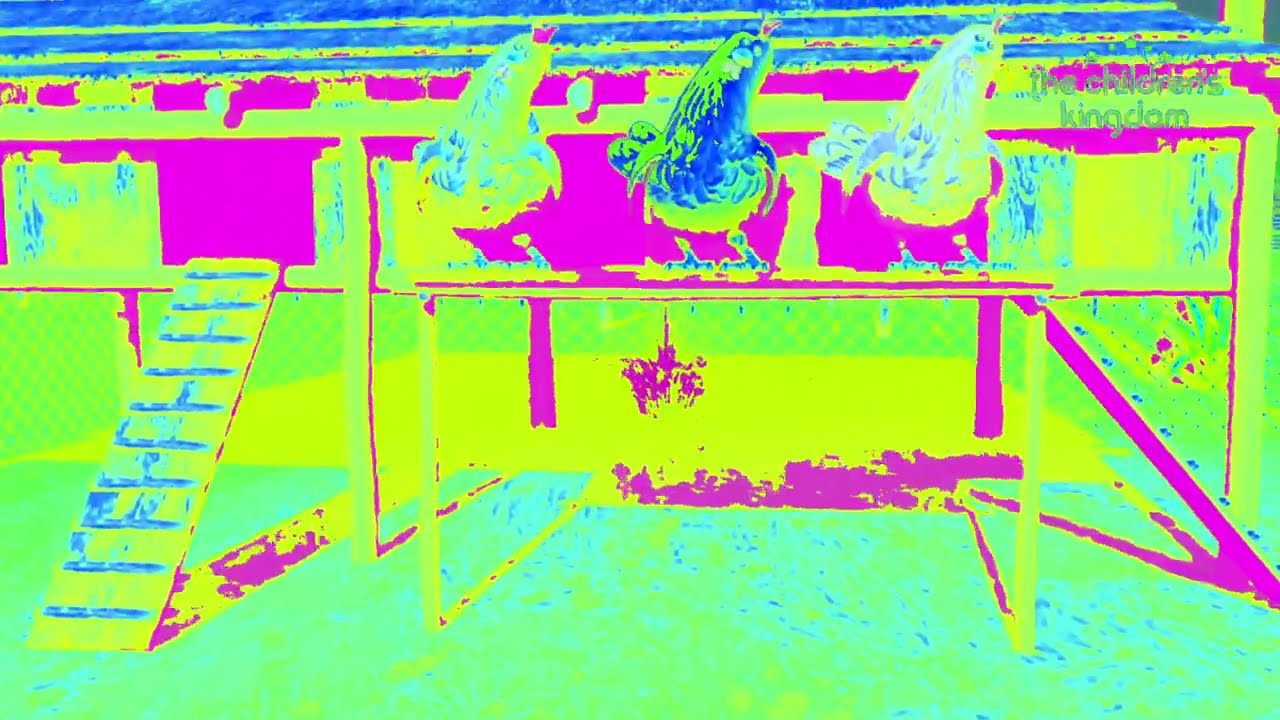 Baby Chicks and Hen Are Dancing✅️ Sponsored by klasky csupo effects✅️