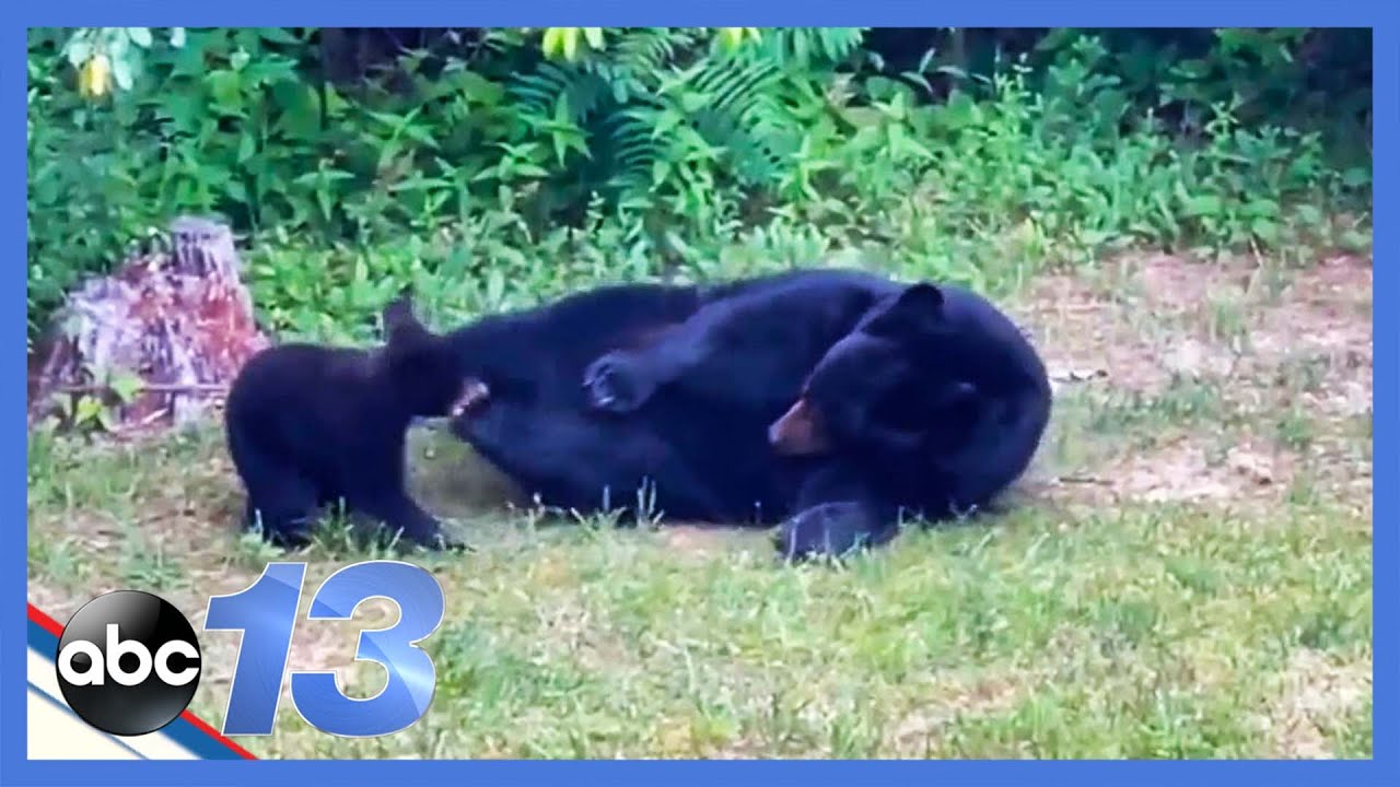 Adorable Video Shows Bear Cubs Purring in Den, Snuggled next to Mom