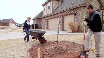 Tree Ring 2.2 a-v2 (2011-02-24)