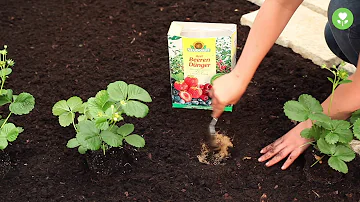 Wie baut man Erdbeeren richtig an?