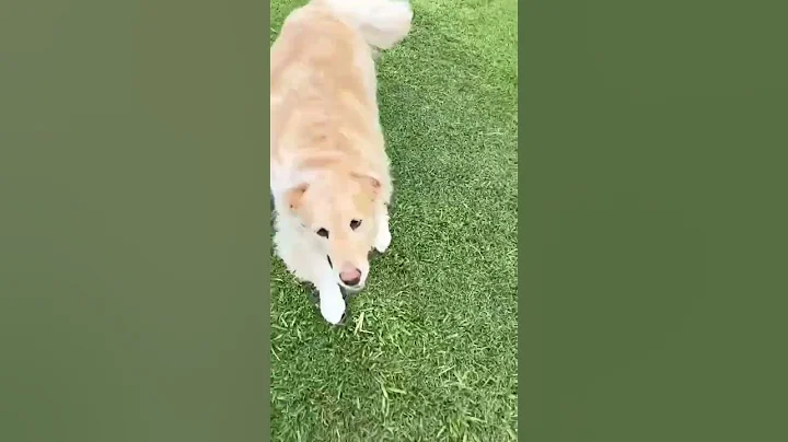 My dog has Zoomies!