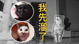 听到主人说明天要割蛋，流浪猫吓得连夜逃跑：我当时害怕极了 ｜李喜猫