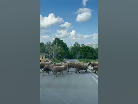 Стадо овечек бежит через дорогу в Черногории 🐑 - YouTube