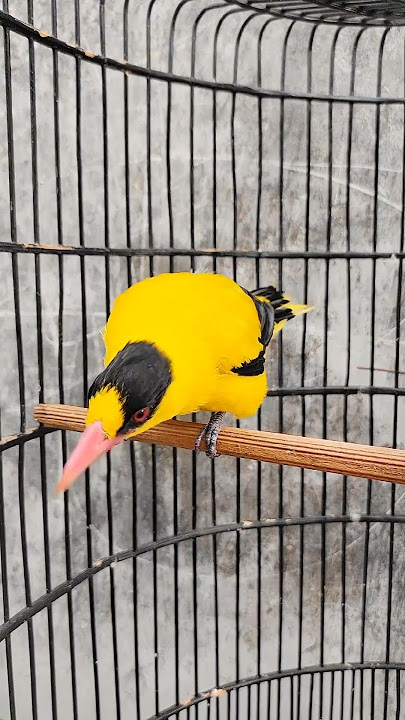 Kepodang sumbawa gacor jinak #kepodangmas #kepodang #kicaumania #burungkepodang #burung