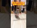 【観覧無料】まるでサーカス!圧巻の大技5選 #shorts #猫 #猫好きさんと繋がりたい