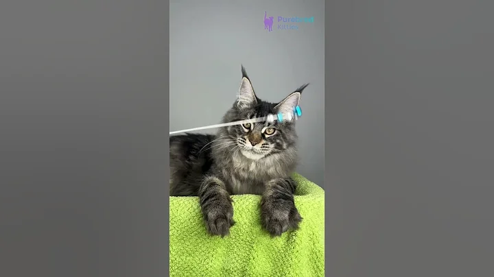 Video 10940721: tabby maine coon kitten, brown tabby maine coon, tabby maine coon male, eyed maine coon kitten, mainecoon