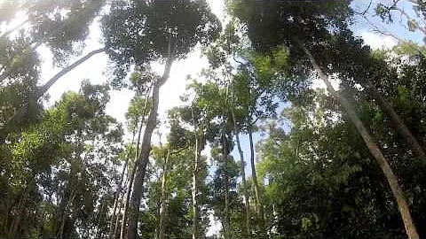 Borneo River Adventure