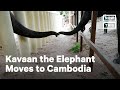 'World's Loneliest Elephant' Makes Friend at Sanctuary in Cambodia | NowThis