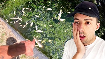 ALL THE FISH DIED IN THE RIVER FOSS