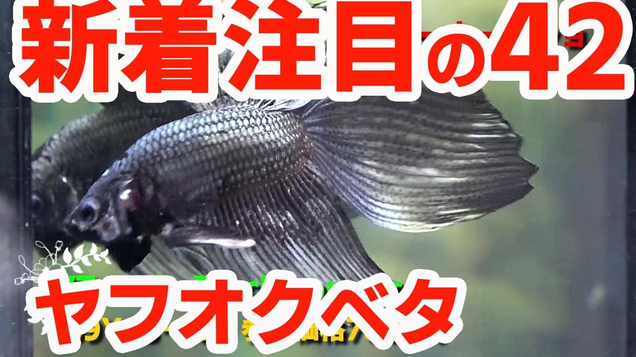 ヤフオクベタ 終了100円スタート 42匹 Youtube