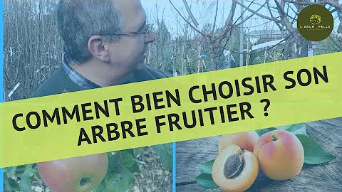 Quel arbre fruitier en Belgique ?