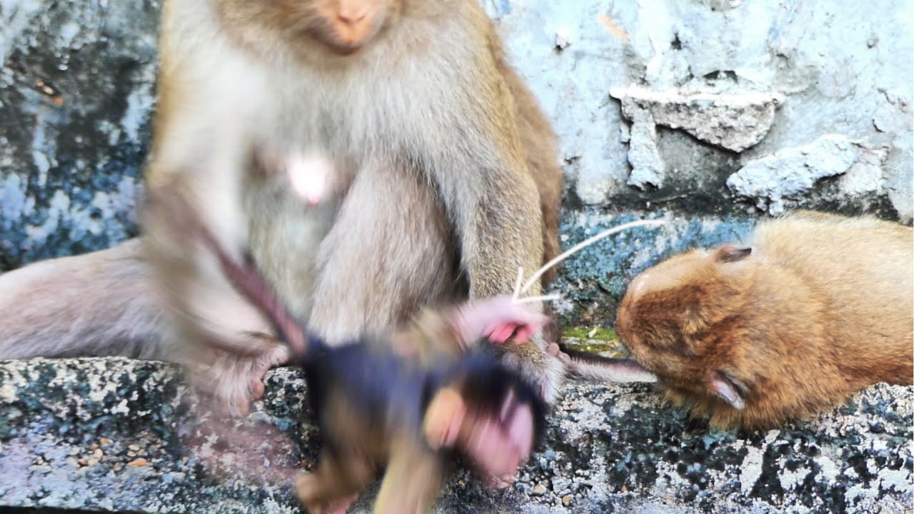 OMG... Newborn baby monkey JESSICA f-a-l-l-i-n-g from a high place almost down to the ground