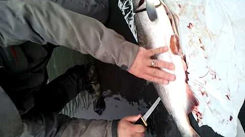 Filleting a Coho salmon in Alaska
