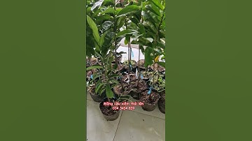 Mãng cầu xiêm thái lớn(cây ghép)| 0343434839