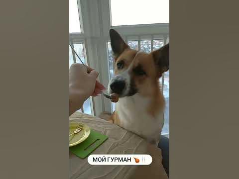СОБАКА-ГУРМАН КУШАЕТ в домашнем РЕСТОРАНЕ😍😍😍 - YouTube