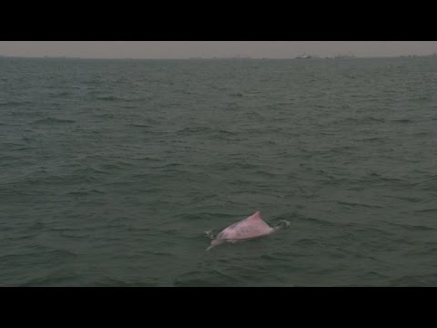 فيديو: أين ترى الدلفين الوردي في هونغ كونغ