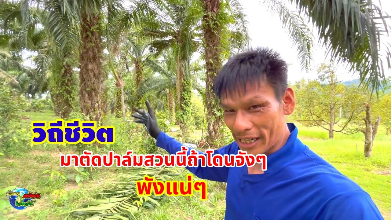 วิถีชีวิต มาตัดปาล์มสวนนี้ถ้าโดนจังๆพังแน่ๆ
