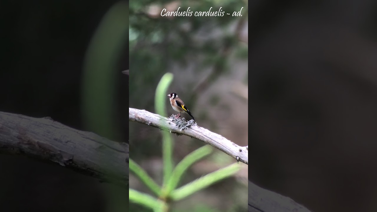 European Goldfinch (Carduelis carduelis) 