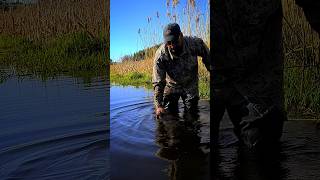 Giant Pike #fishing #fishingshorts #pike