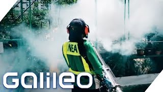 Bis 200$ Strafe! Die Moskito-Polizei in Singapur - Dengue-Fieber im Vormarsch! | Galileo | ProSieben