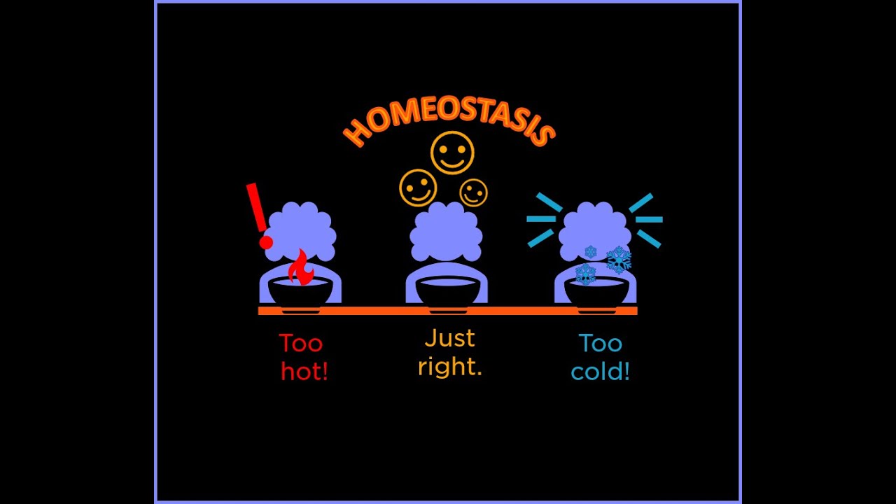 Homeostasis HSB PROJECT 1