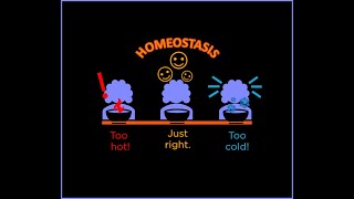 Homeostasis HSB PROJECT 1