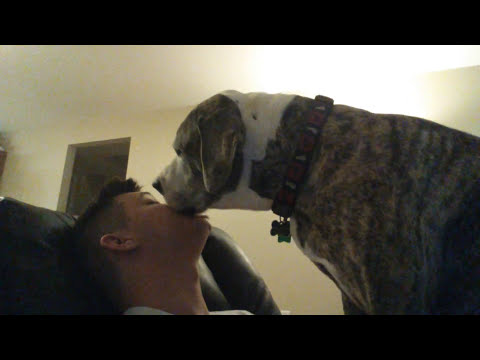 ASMR Buster Licks Me HARDCORE #fyp #asmr #youtube #dog #love #viral #tiktok #funny #old #fatbrowne