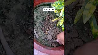 What is This in My Croton Plant Soil #asmr #shorts #garden